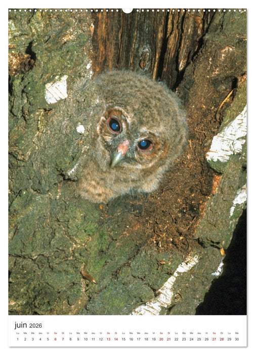 Une chouette de vie, les oiseaux (CALVENDO Calendrier mensuel 2026)