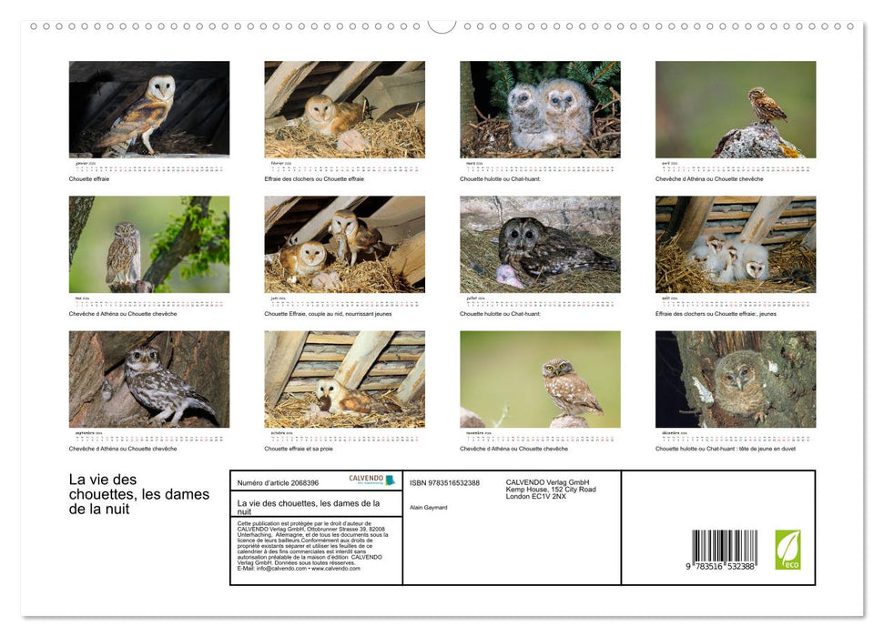 La vie des chouettes, les dames de la nuit (CALVENDO Calendrier supérieur 2026)