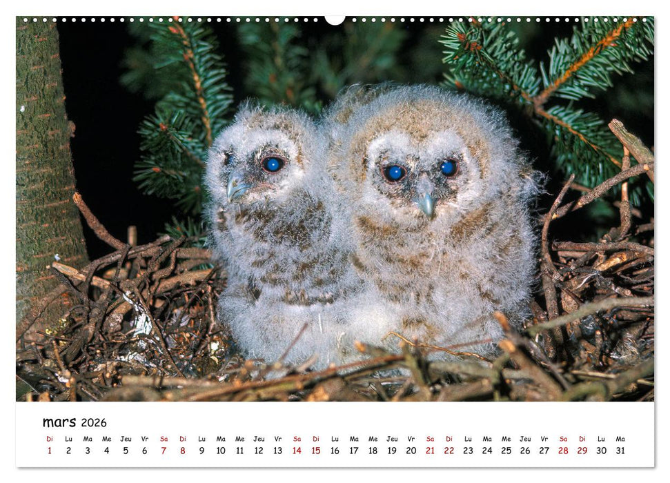 La vie des chouettes, les dames de la nuit (CALVENDO Calendrier supérieur 2026)