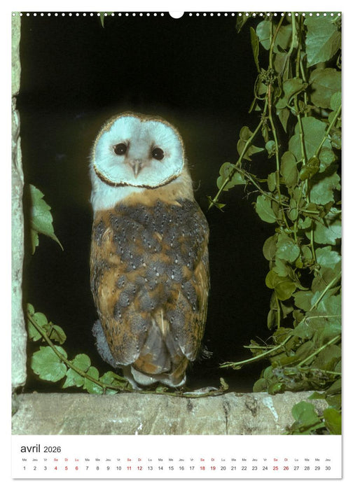 Une chouette de vie, les oiseaux (CALVENDO Calendrier supérieur 2026)
