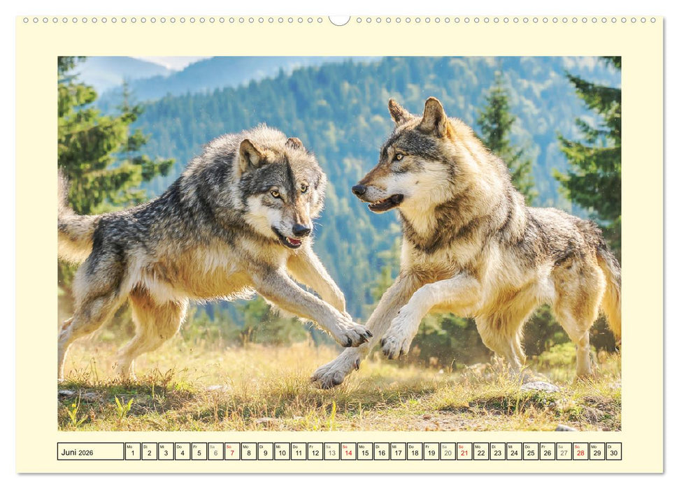 Herzschlag der Wildnis. Wölfe zwischen Legende, Freiheit und Anmut (CALVENDO Premium Wandkalender 2026)