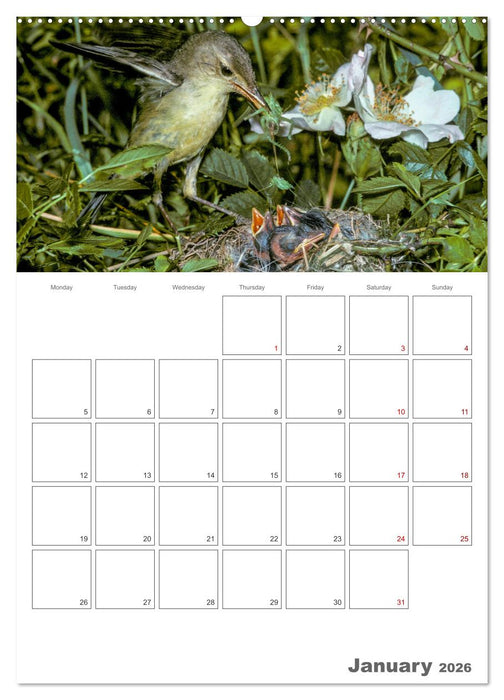 At the dawn of life the secret life of passerines (CALVENDO Monthly Calendar 2026)