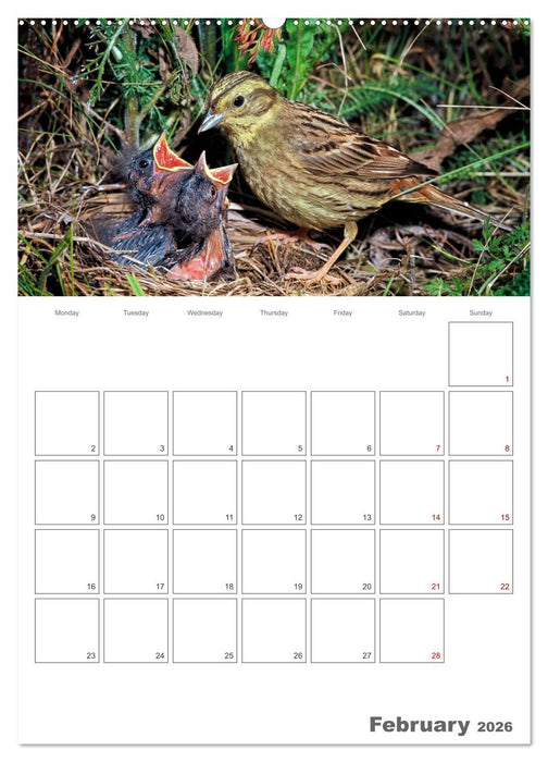 At the dawn of life the secret life of passerines (CALVENDO Monthly Calendar 2026)