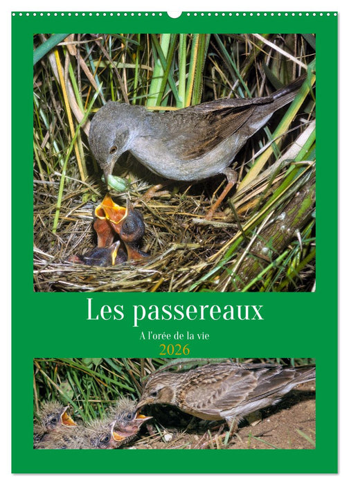 Les passereaux à l'orée de la vie (CALVENDO Calendrier mensuel 2026)