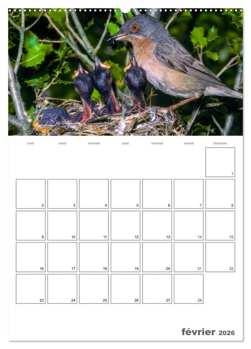 Les passereaux à l'orée de la vie (CALVENDO Calendrier mensuel 2026)