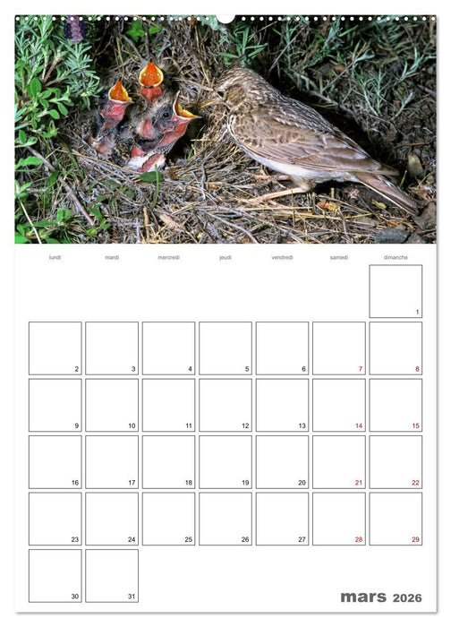 Les passereaux à l'orée de la vie (CALVENDO Calendrier mensuel 2026)
