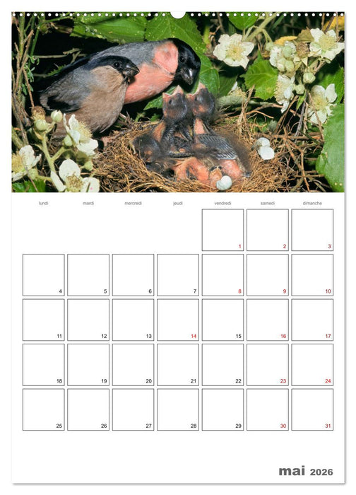 Les passereaux à l'orée de la vie (CALVENDO Calendrier mensuel 2026)