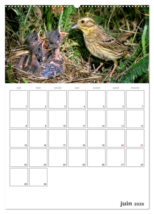 Les passereaux à l'orée de la vie (CALVENDO Calendrier mensuel 2026)
