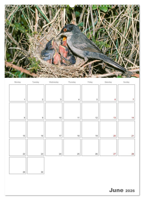 At the dawn of life the secret life of passerines (CALVENDO Premium-Calendar 2026)