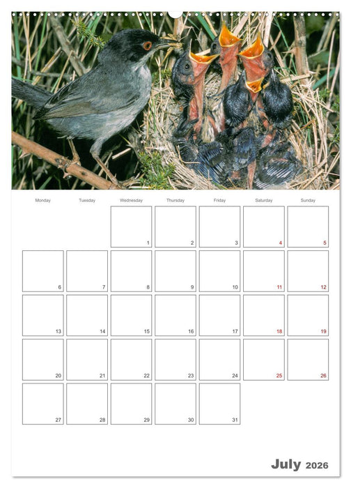 At the dawn of life the secret life of passerines (CALVENDO Premium-Calendar 2026)
