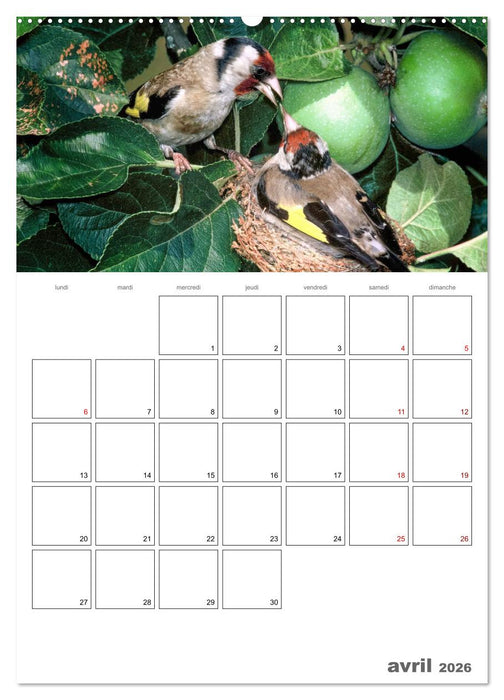 Les passereaux à l'orée de la vie (CALVENDO Calendrier supérieur 2026)