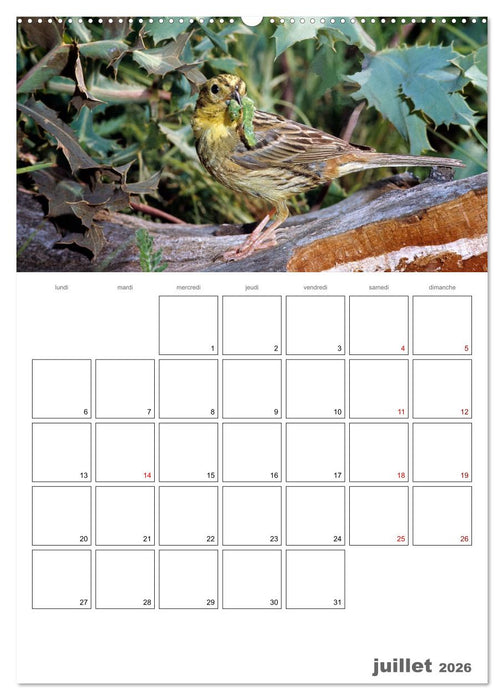 Les passereaux à l'orée de la vie (CALVENDO Calendrier supérieur 2026)