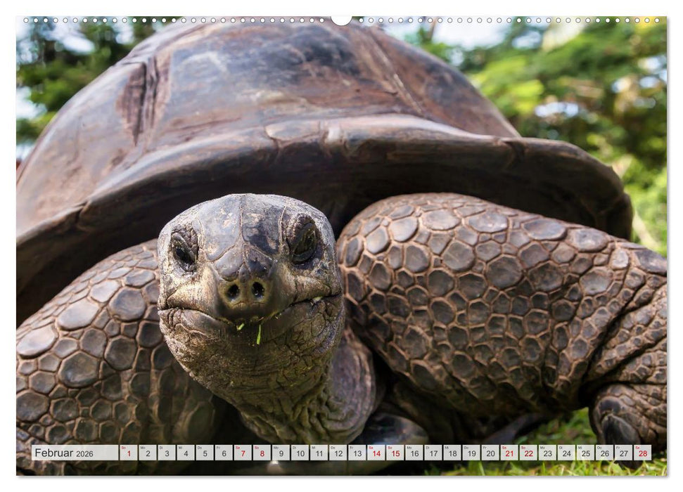 Die Seychellen - ganz nah am Paradies (CALVENDO Premium Wandkalender 2026)
