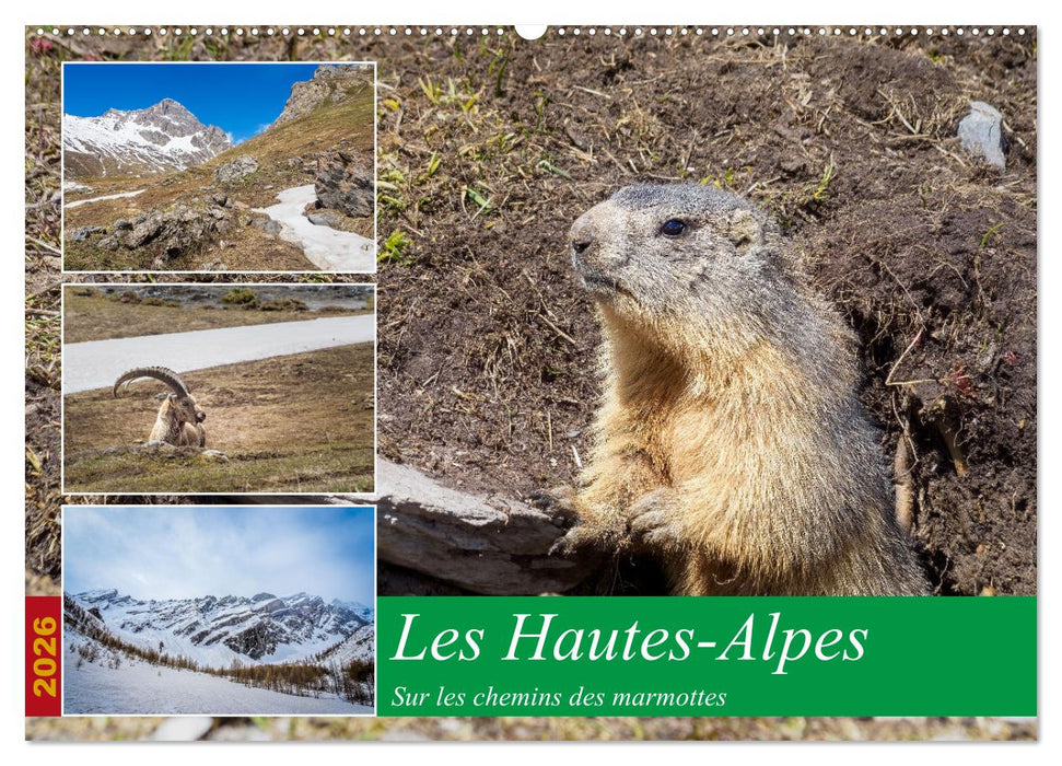 Les Hautes-Alpes sur les chemins des marmottes (CALVENDO Calendrier mensuel 2026)