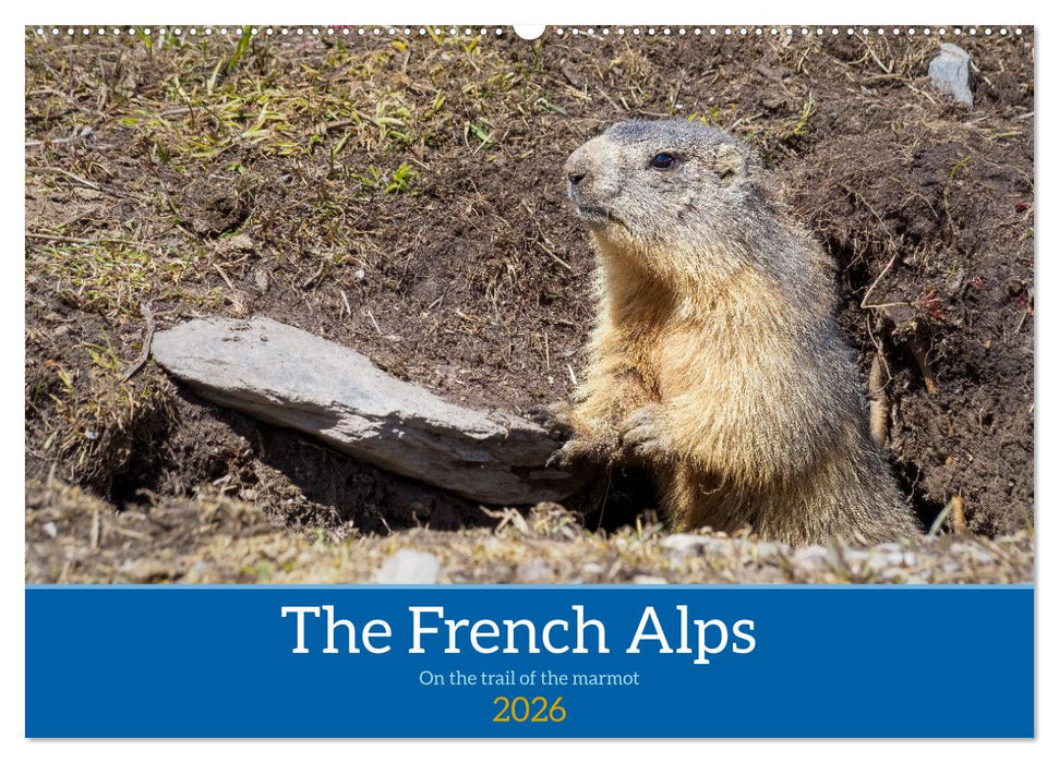 The French Alps, on the trail of the marmot (CALVENDO Monthly Calendar 2026)