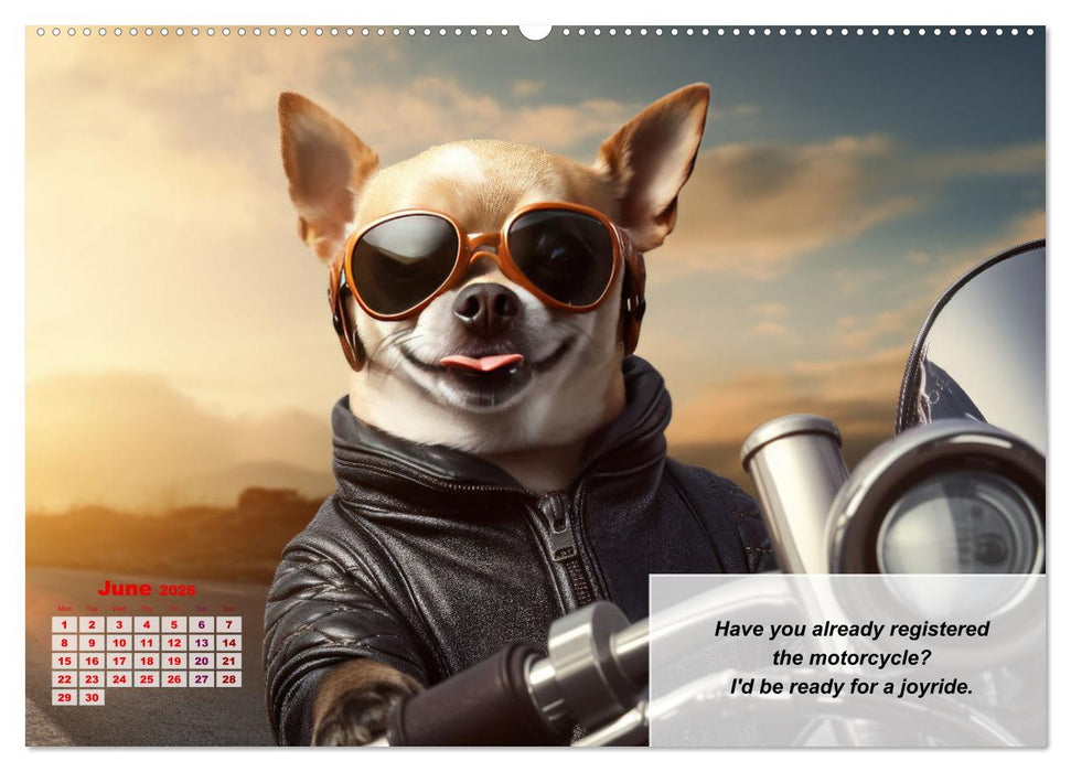 Great fun for Chihuahua lovers (CALVENDO Premium-Calendar 2026)