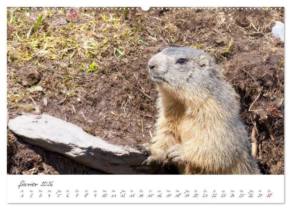 Les Hautes-Alpes sur les chemins des marmottes (CALVENDO Calendrier supérieur 2026)