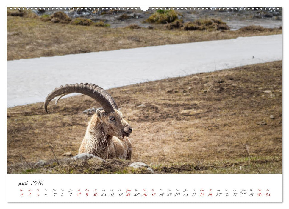 Les Hautes-Alpes sur les chemins des marmottes (CALVENDO Calendrier supérieur 2026)