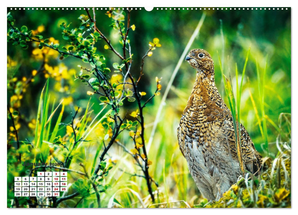 The French Alps, on the trail of the marmot (CALVENDO Premium-Calendar 2026)