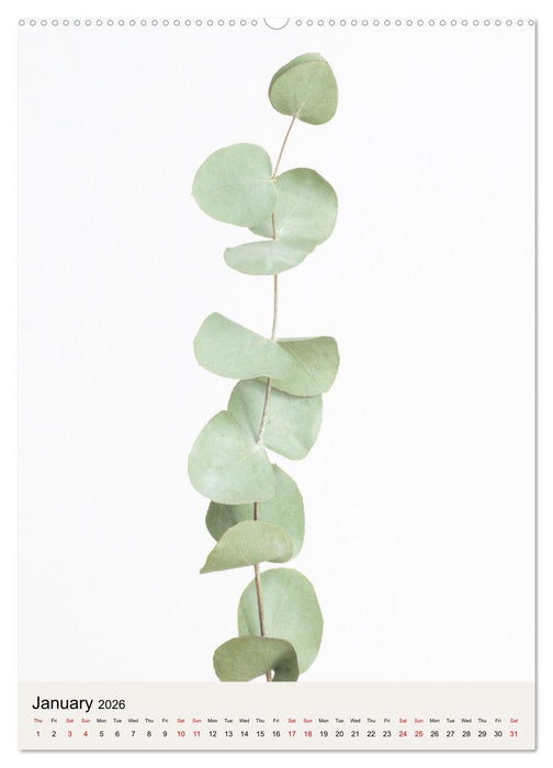 Dried Flowers (CALVENDO Monthly Calendar 2026)