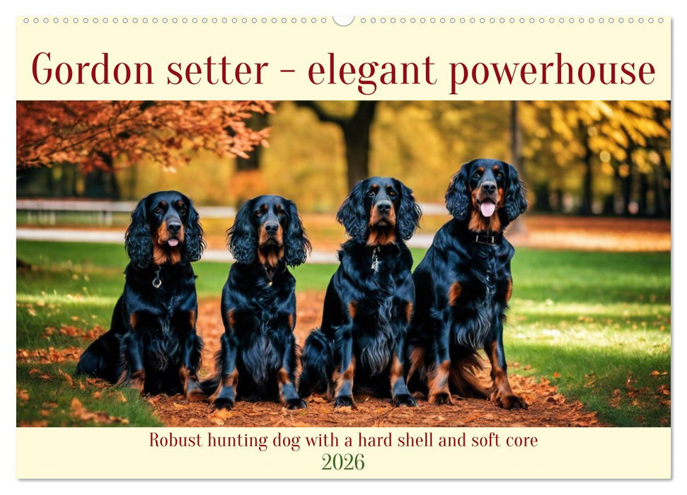 Gordon Setter - elegant powerhouse (CALVENDO Monthly Calendar 2026)