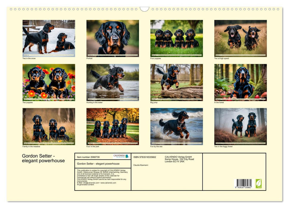 Gordon Setter - elegant powerhouse (CALVENDO Monthly Calendar 2026)