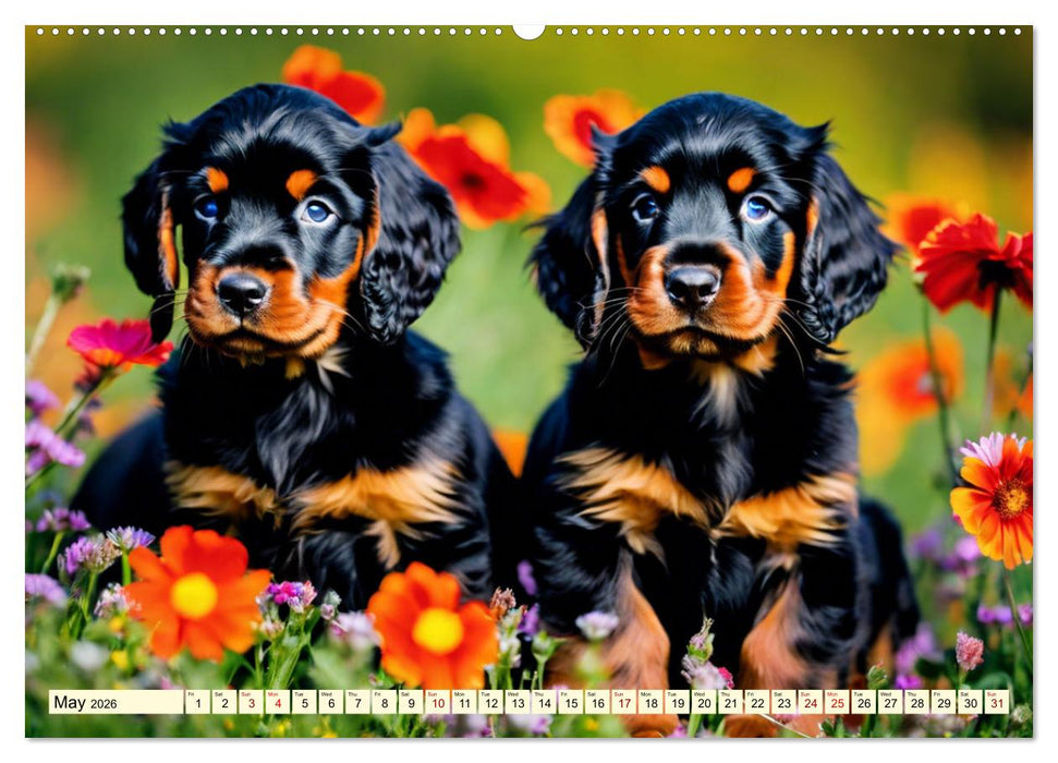 Gordon Setter - elegant powerhouse (CALVENDO Monthly Calendar 2026)