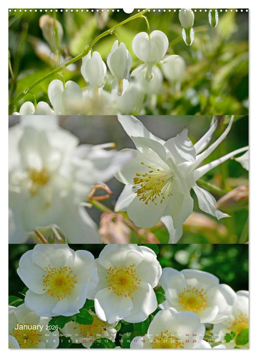 Colours of the Year (CALVENDO Monthly Calendar 2026)