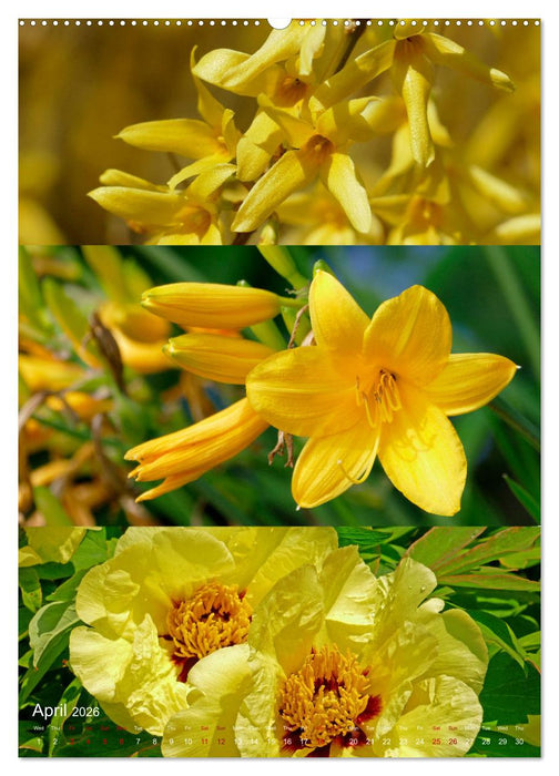 Colours of the Year (CALVENDO Monthly Calendar 2026)