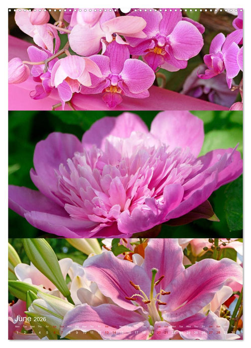 Colours of the Year (CALVENDO Monthly Calendar 2026)