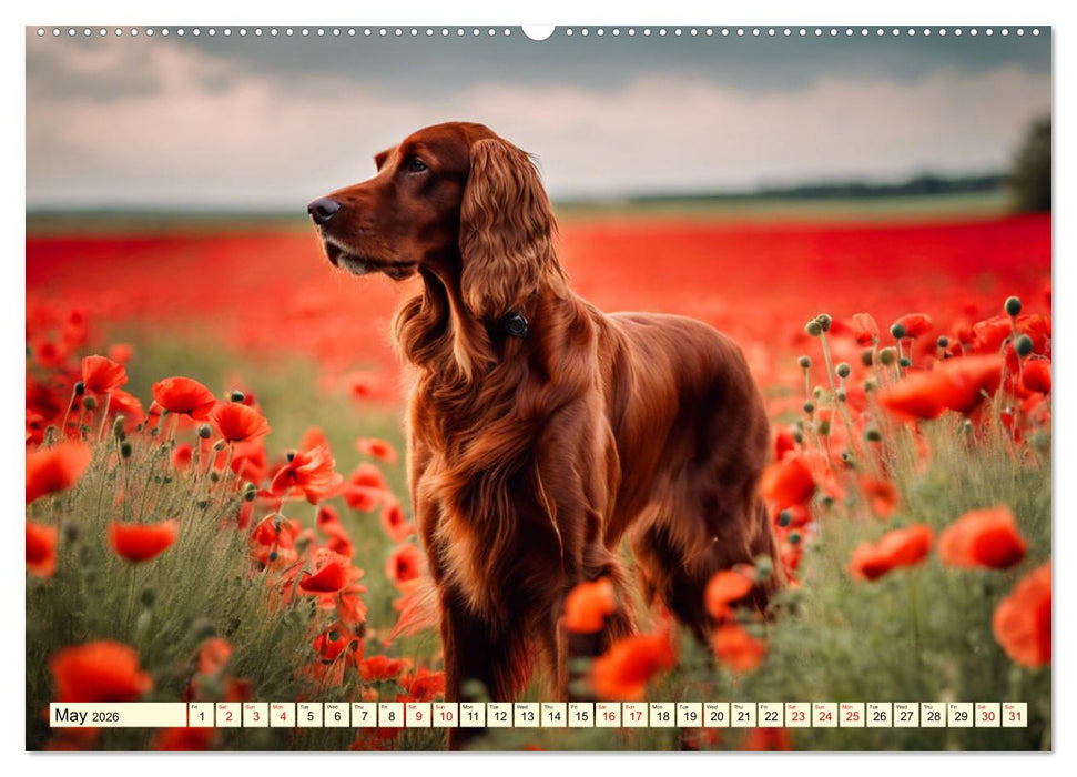 Irish Setter - pure grace (CALVENDO Monthly Calendar 2026)