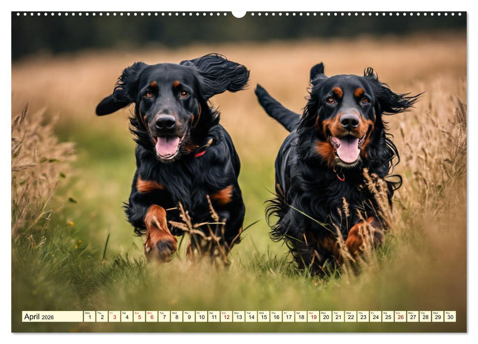 Gordon Setter - elegant powerhouse (CALVENDO Premium-Calendar 2026)