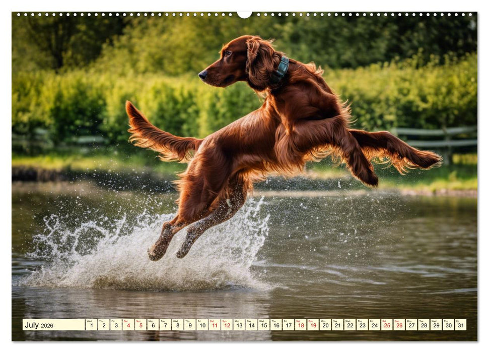 Irish Setter - pure grace (CALVENDO Premium-Calendar 2026)