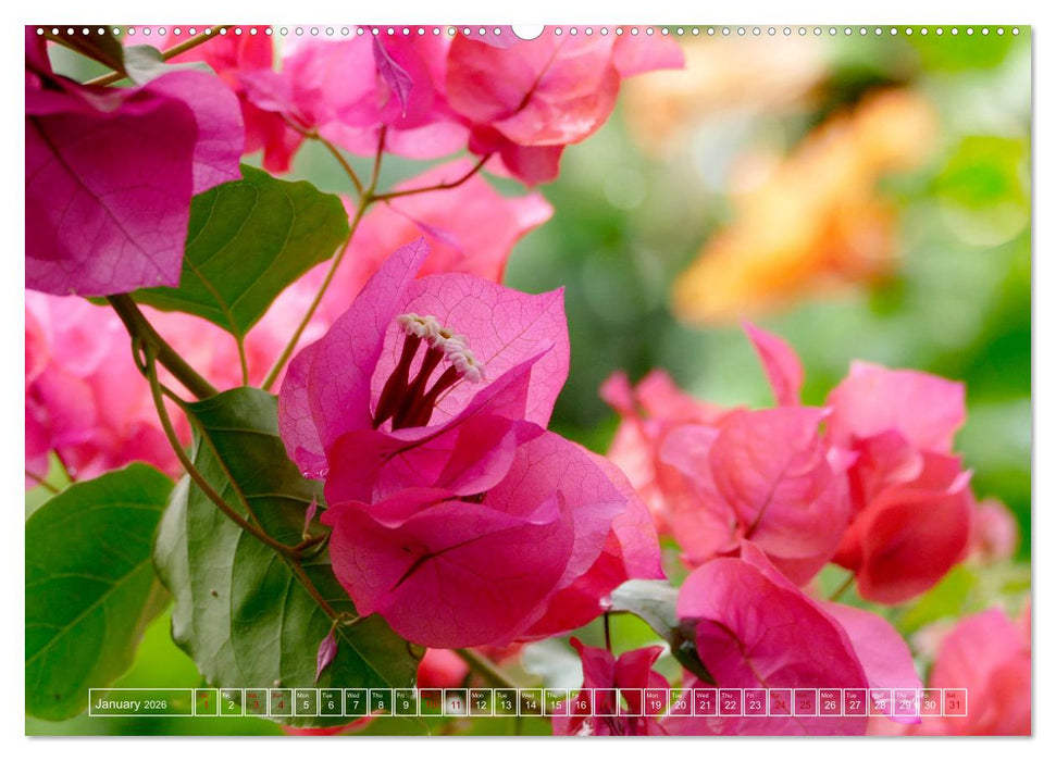 Blooming beauties (CALVENDO Monthly Calendar 2026)