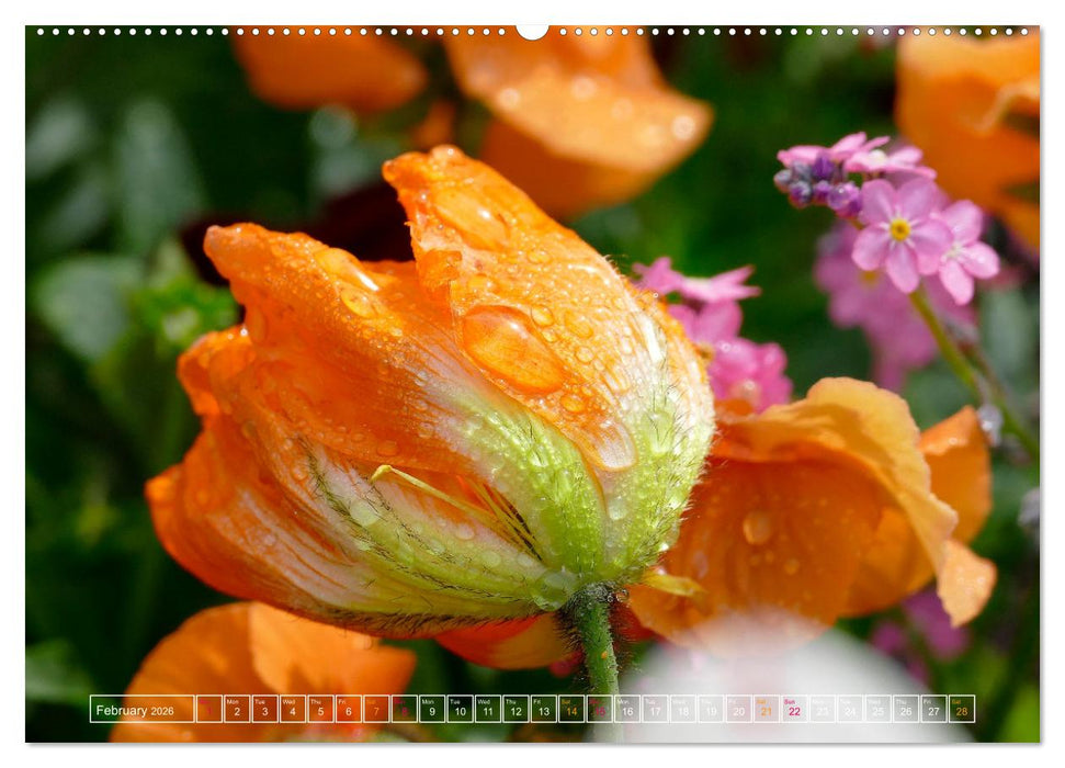 Blooming beauties (CALVENDO Monthly Calendar 2026)