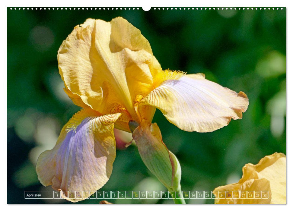 Blooming beauties (CALVENDO Monthly Calendar 2026)