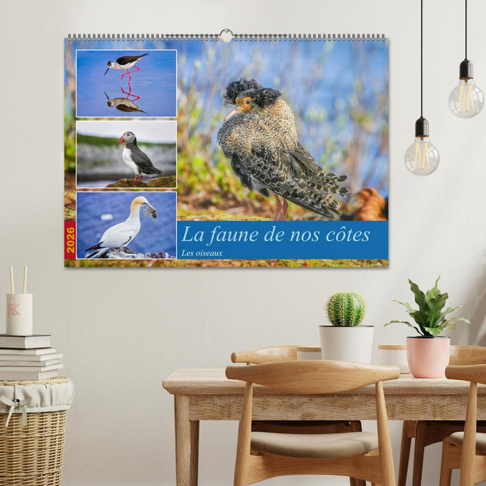 La faune de nos côtes les oiseaux (CALVENDO Calendrier mensuel 2026)