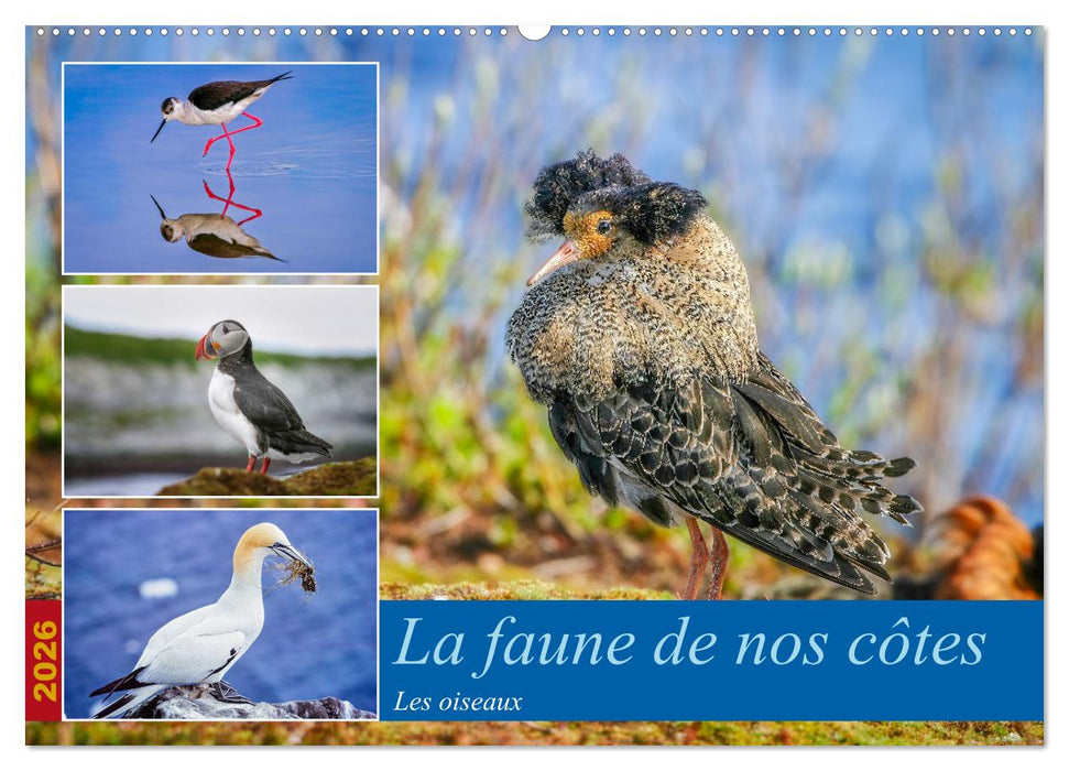 La faune de nos côtes les oiseaux (CALVENDO Calendrier mensuel 2026)
