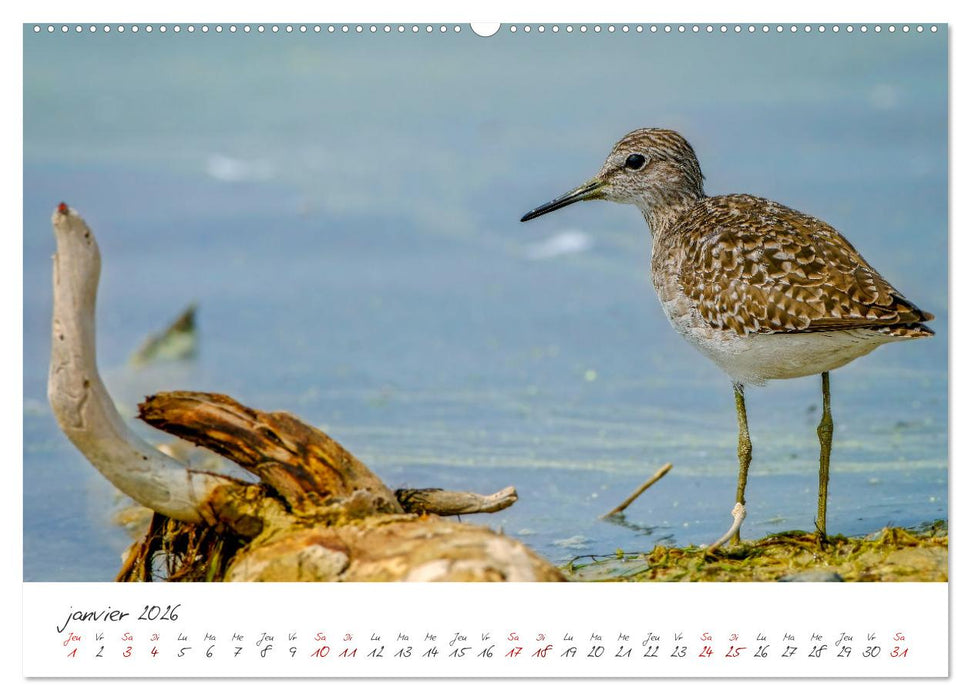 La faune de nos côtes les oiseaux (CALVENDO Calendrier mensuel 2026)
