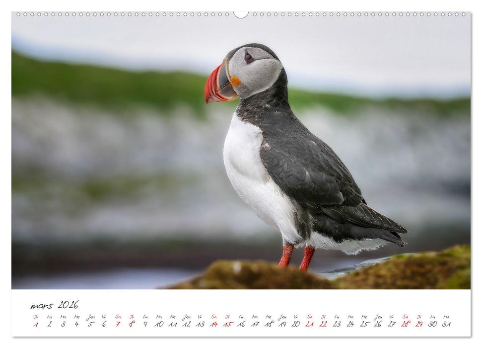 La faune de nos côtes les oiseaux (CALVENDO Calendrier mensuel 2026)