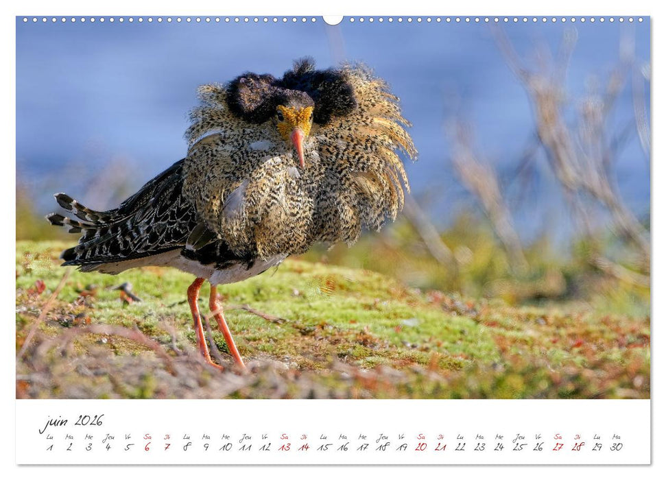 La faune de nos côtes les oiseaux (CALVENDO Calendrier mensuel 2026)
