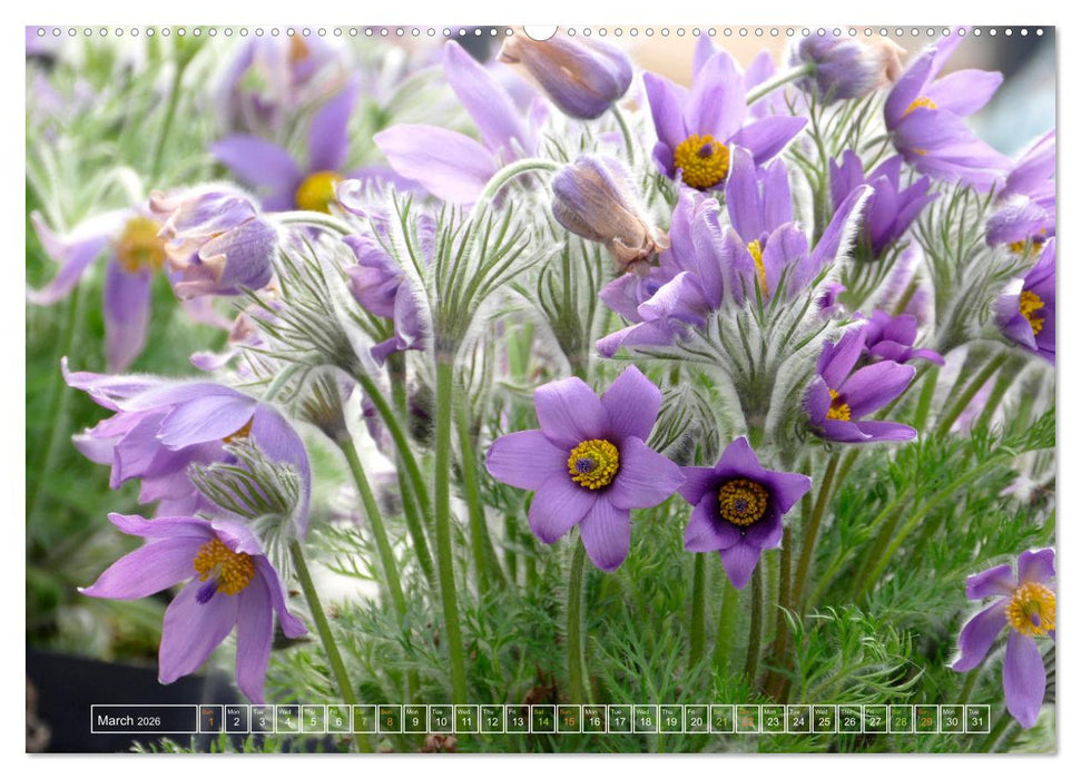 Blooming beauties (CALVENDO Premium-Calendar 2026)