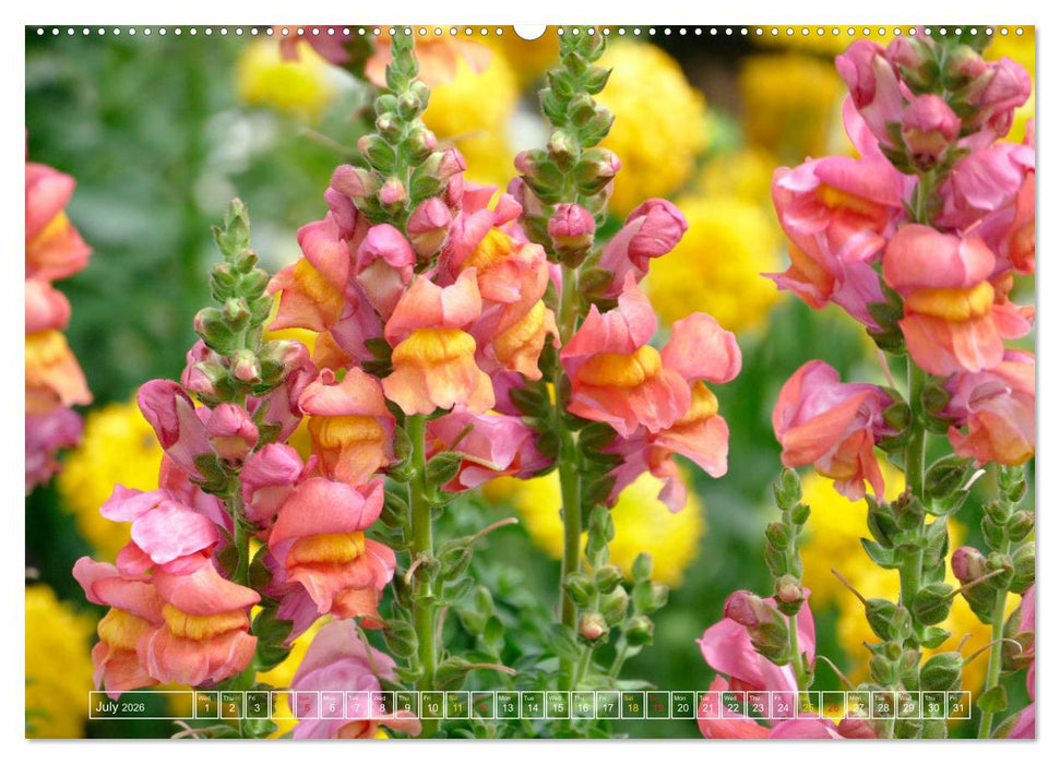 Blooming beauties (CALVENDO Premium-Calendar 2026)