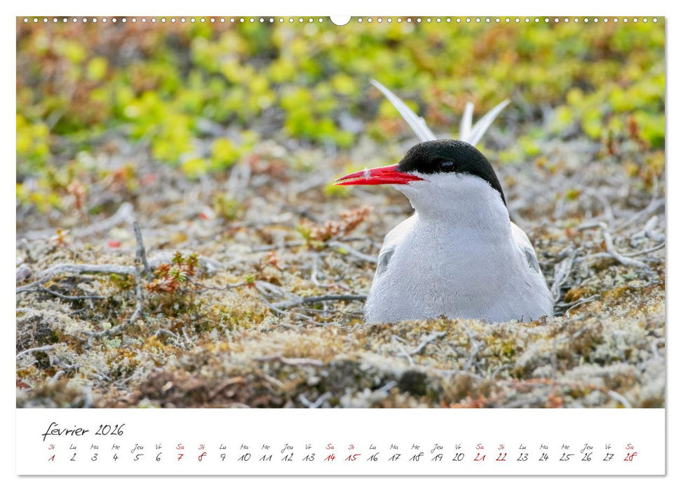 La faune de nos côtes les oiseaux (CALVENDO Calendrier supérieur 2026)