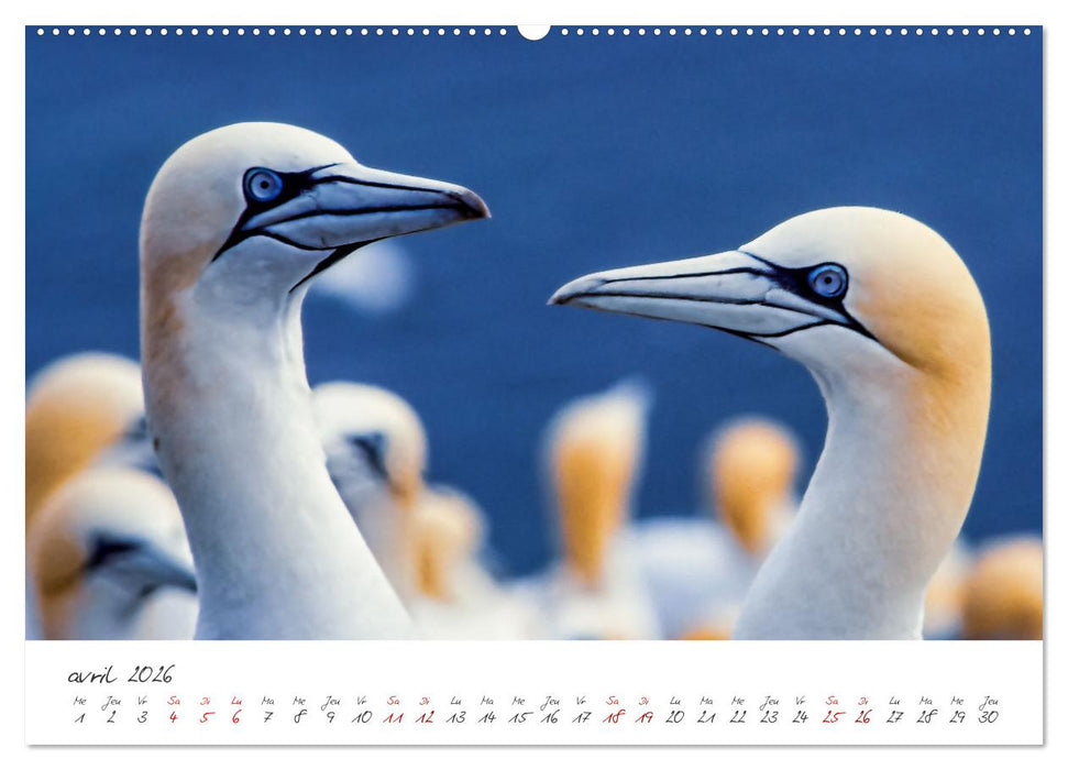 La faune de nos côtes les oiseaux (CALVENDO Calendrier supérieur 2026)