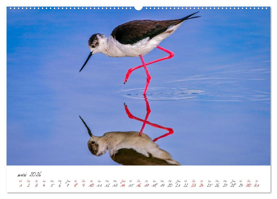 La faune de nos côtes les oiseaux (CALVENDO Calendrier supérieur 2026)