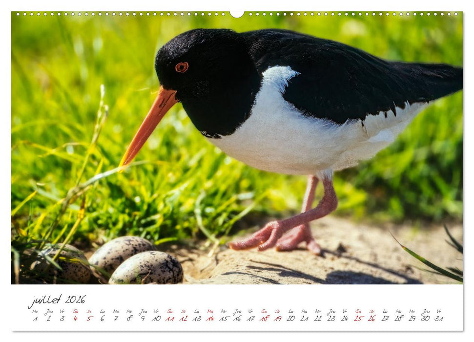 La faune de nos côtes les oiseaux (CALVENDO Calendrier supérieur 2026)