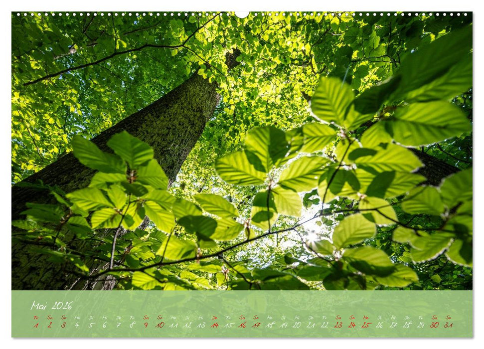 Waldwelten (CALVENDO Wandkalender 2026)