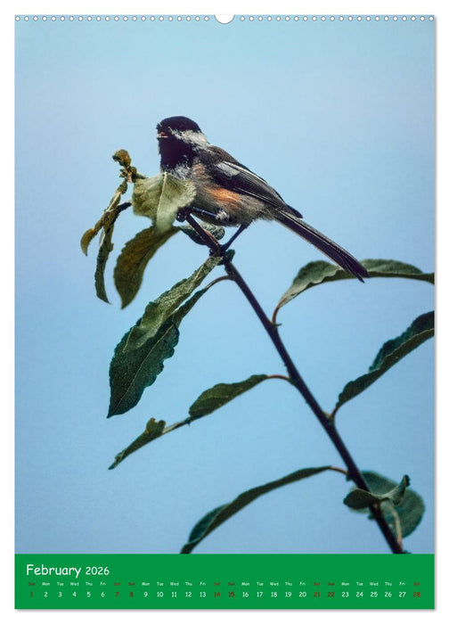 Our wild nature, American birds (CALVENDO Monthly Calendar 2026)