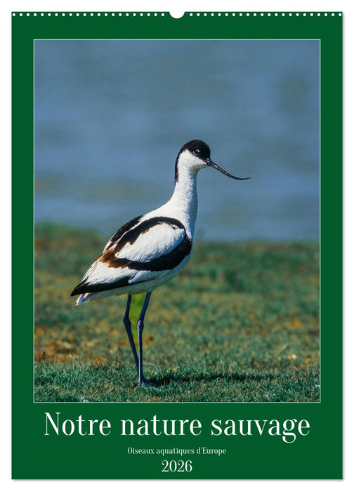 Notre nature sauvage, oiseaux aquatiques d'Europe (CALVENDO Calendrier mensuel 2026)